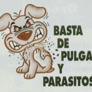 Pulgas y garrapatas en los perros