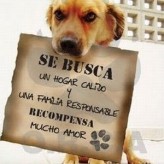 Queremos ser adoptados 1