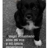 Queremos ser adoptados 3