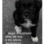 Queremos ser adoptados 3