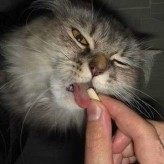 Remedios para gatos