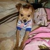 Un Pinscher amoroso y celoso