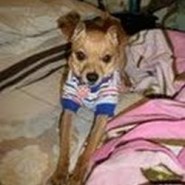Un Pinscher amoroso y celoso