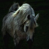 Bellas imágenes de caballos