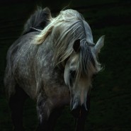 Bellas imágenes de caballos