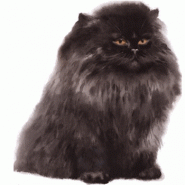 Cuidados del gato