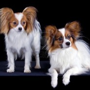 Cuidados del perro de raza Papillòn