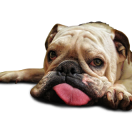 Cuidar perros con artritis