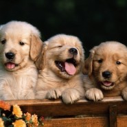 Hierbas medicinales para mascotas