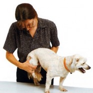 La Artritis en perros