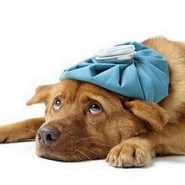 La diarrea en los perros