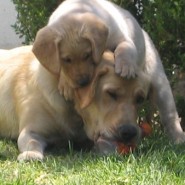 Labradores