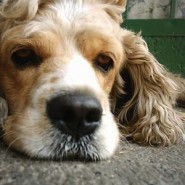Letargia en perros