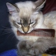 Peinar un gato
