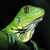 Prevenir enfermedades en Iguanas
