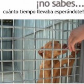 Queremos ser adoptados 4