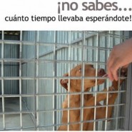 Queremos ser adoptados 4