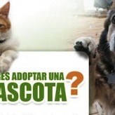 Queremos ser adoptados 5