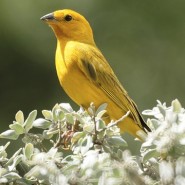 Acariosis en Canarios