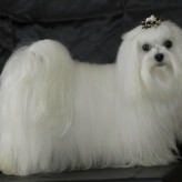 Cómo tratar el pelo del perro maltés