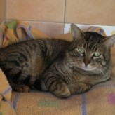 Cómo tratar un gato adulto
