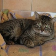 Cómo tratar un gato adulto