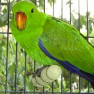 Cuidados básicos de los loros