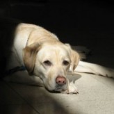 El cansancio del perro