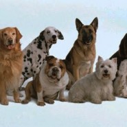 Evitar caída del pelo en perros