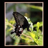 Imágenes de lindas Mariposas