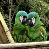 La depresión en loros