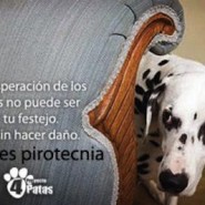 Las mascotas en Navidad