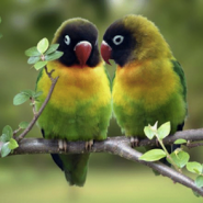 Los Agarponis inseparables