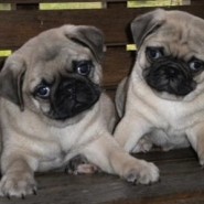 Los hermosos perros pug