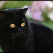 Mitos del Gato Negro