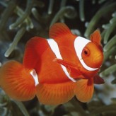Peces payaso para embellecer tu acuario