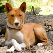 Perro de raza Basenji