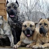 Perro de raza Dogo Canario