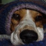 Proteger las mascotas del frio