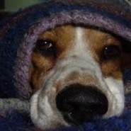 Proteger las mascotas del frio
