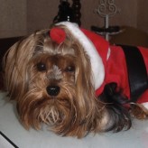 Qué evitar darle al perro en Navidad
