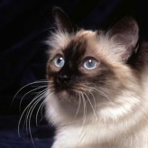 Razas de gatos ideales para niños