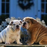 Alimentación de perros obesos