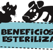 Beneficios de la esterilización de Mascotas