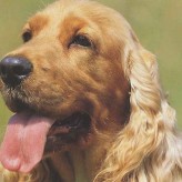 Cocker Spaniel Americano