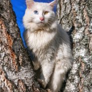 Cómo cuidar un Gato Angora