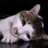 Cómo cuidar un gato con Depresión