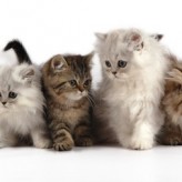 Consejos para la adopción de un Gato