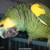 Consejos para que tu loro hable