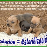 Cuidados al esterilizar perros